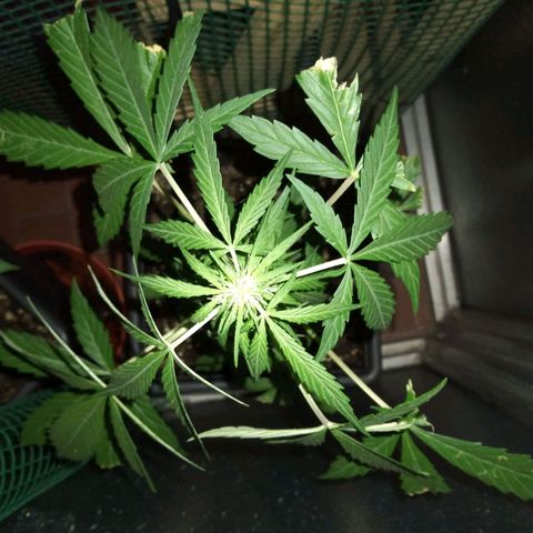 Jack Herer x Dosidos growlog timeline photo