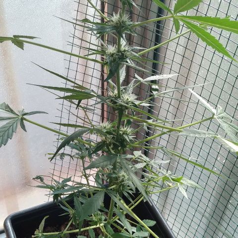 Moby-D growlog timeline photo
