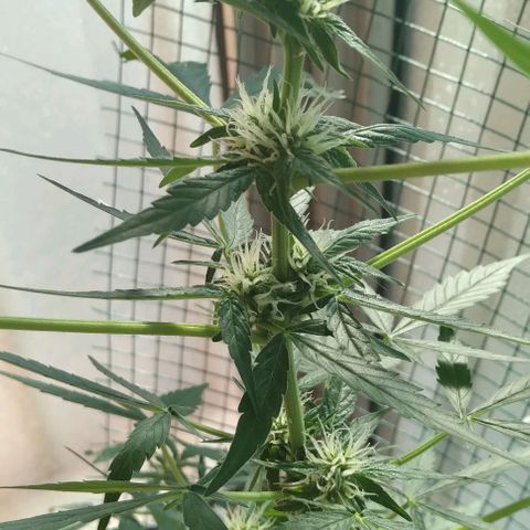 Moby-D growlog timeline photo