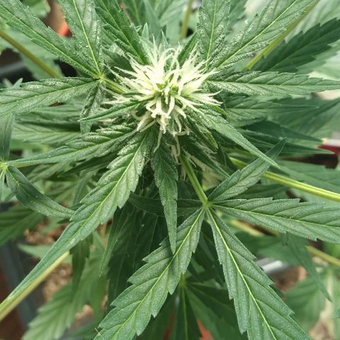 Jack Herer x Dosidos growlog timeline photo