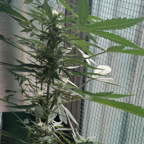 Jack Herer x Dosidos growlog timeline photo