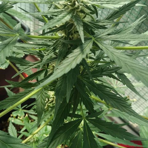 Jack Herer x Dosidos growlog timeline photo