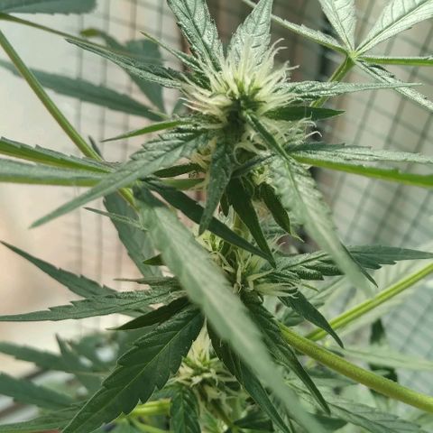 Moby-D growlog timeline photo