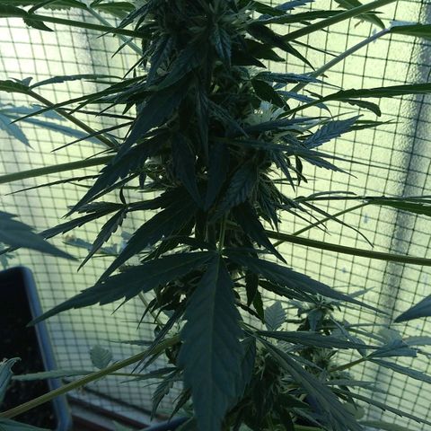 Jack Herer x Dosidos growlog timeline photo