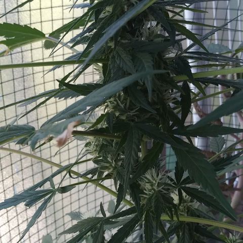 Jack Herer x Dosidos growlog timeline photo