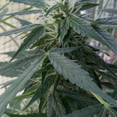 Jack Herer x Dosidos growlog timeline photo