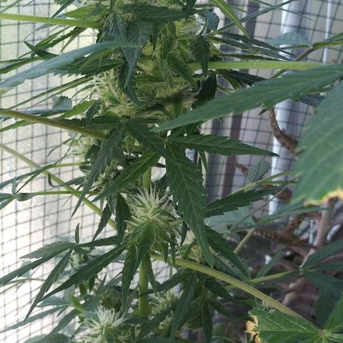 Jack Herer x Dosidos growlog timeline photo