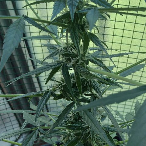 Moby-D growlog timeline photo