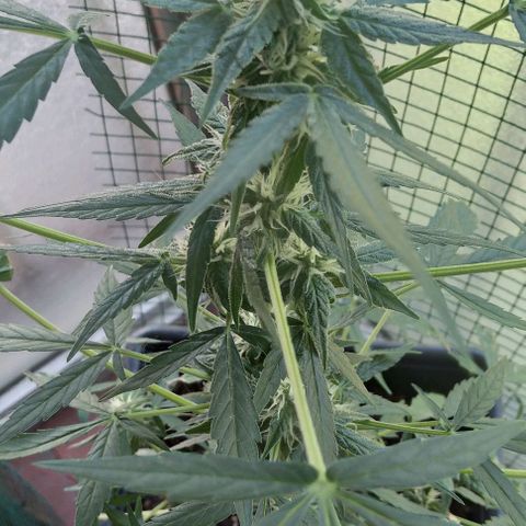 Moby-D growlog timeline photo