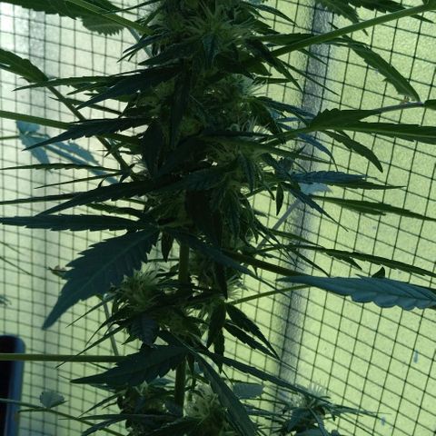 Jack Herer x Dosidos growlog timeline photo