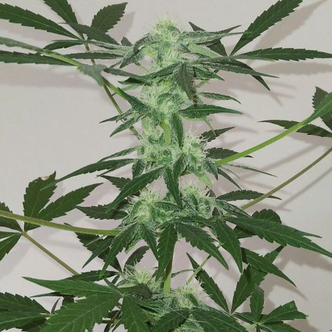 Moby-D growlog timeline photo