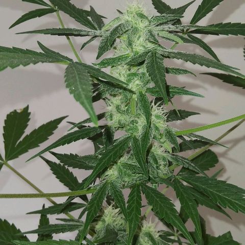 Moby-D growlog timeline photo