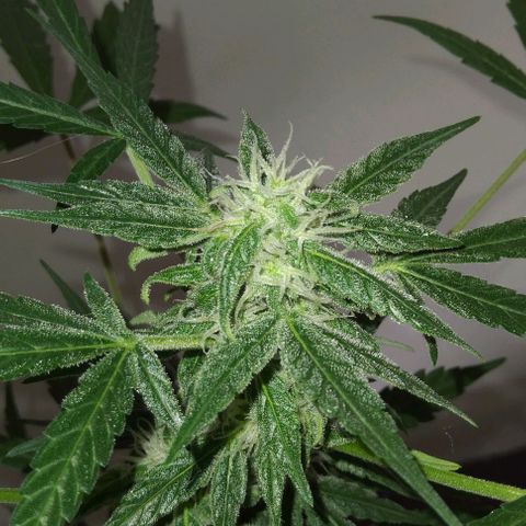 Moby-D growlog timeline photo