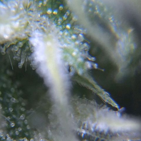 Moby-D growlog timeline photo