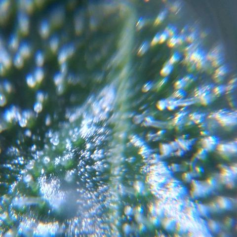 Moby-D growlog timeline photo