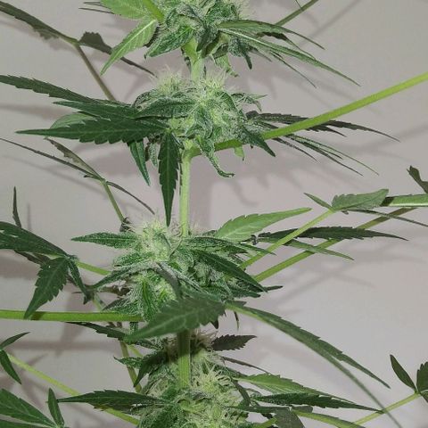 Moby-D growlog timeline photo