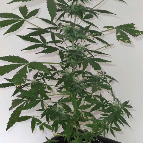 Moby-D growlog timeline photo
