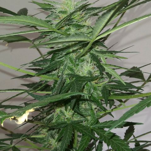 Jack Herer x Dosidos growlog timeline photo