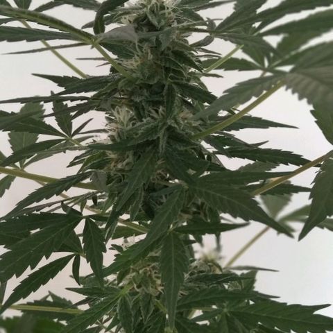 Jack Herer x Dosidos growlog timeline photo