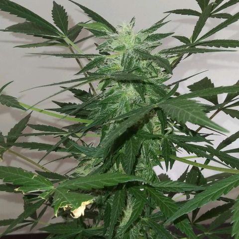 Jack Herer x Dosidos growlog timeline photo