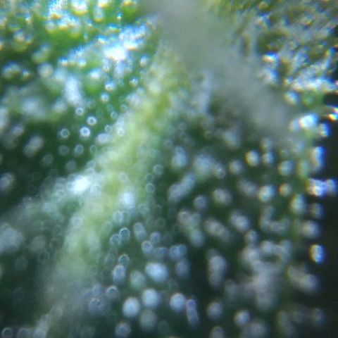 Jack Herer x Dosidos growlog timeline photo