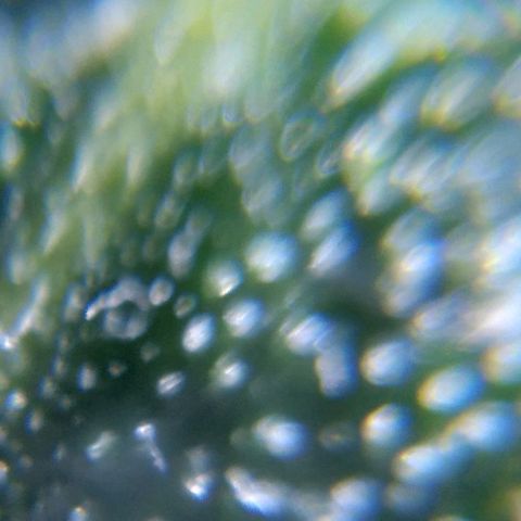 Jack Herer x Dosidos growlog timeline photo