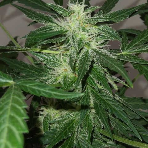 Jack Herer x Dosidos growlog timeline photo