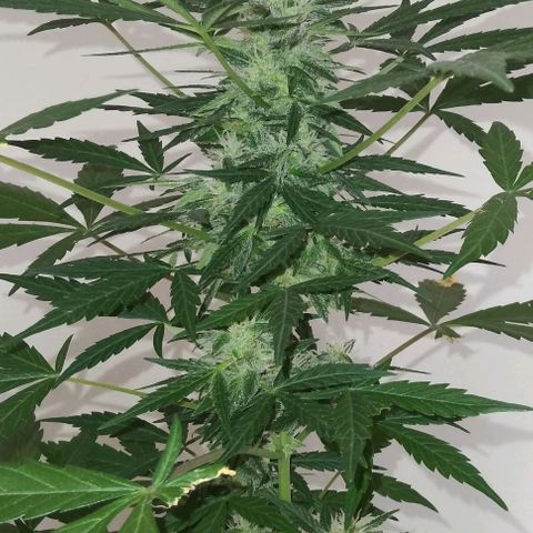 Jack Herer x Dosidos growlog timeline photo