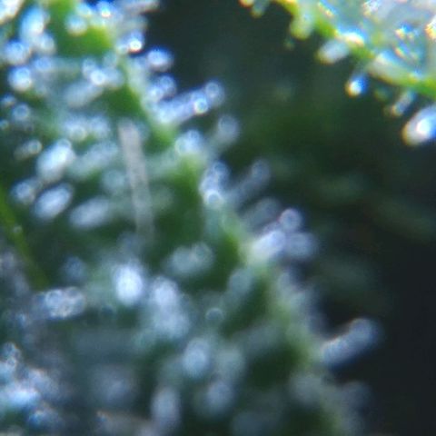 Jack Herer x Dosidos growlog timeline photo