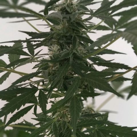 Jack Herer x Dosidos growlog timeline photo