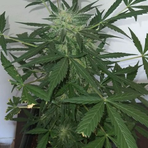 Jack Herer x Dosidos growlog timeline photo