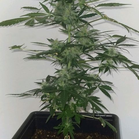 Jack Herer x Dosidos growlog timeline photo