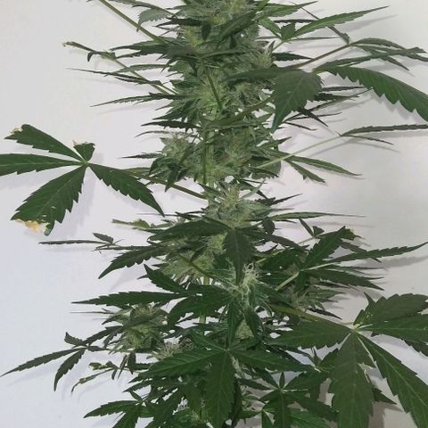 Jack Herer x Dosidos growlog timeline photo