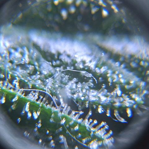 Jack Herer x Dosidos growlog timeline photo