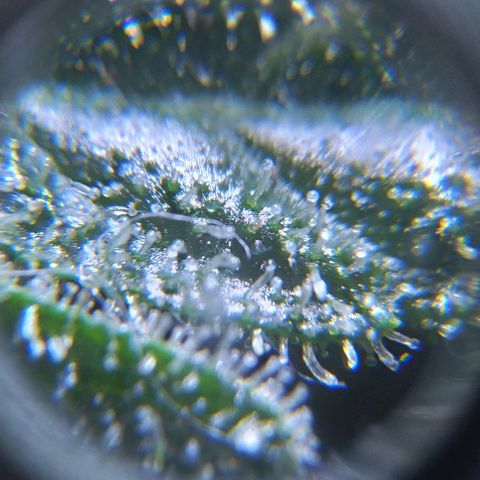 Jack Herer x Dosidos growlog timeline photo