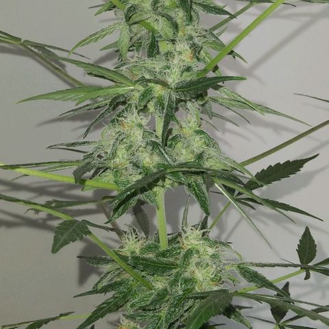 Moby-D growlog timeline photo