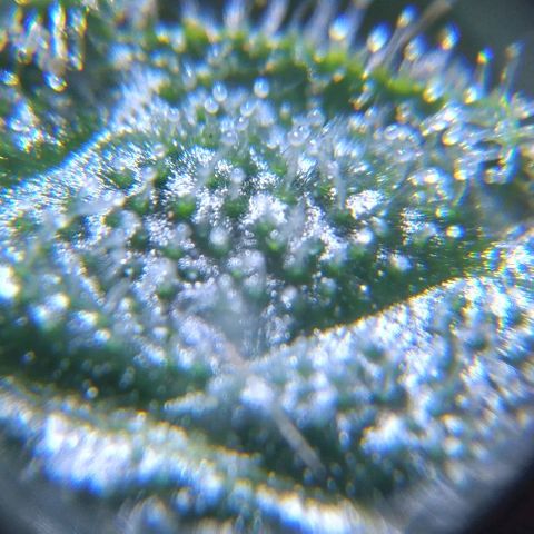Moby-D growlog timeline photo