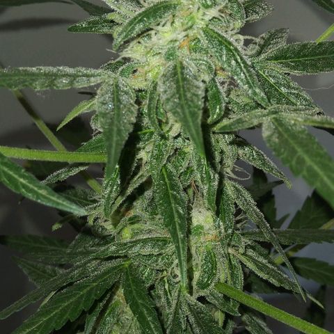 Moby-D growlog timeline photo