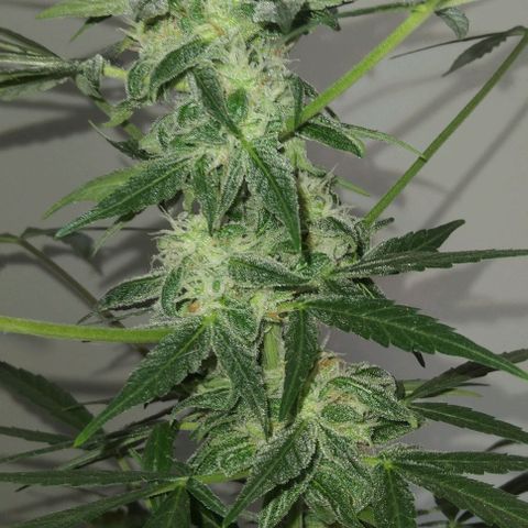 Moby-D growlog timeline photo