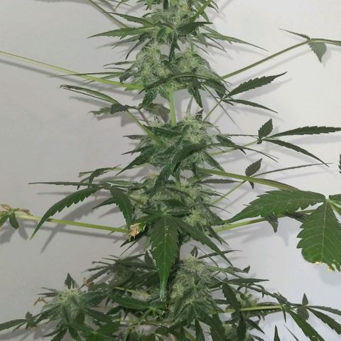Moby-D growlog timeline photo