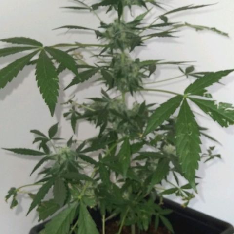 Moby-D growlog timeline photo