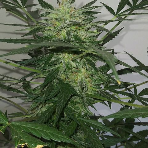 Jack Herer x Dosidos growlog timeline photo