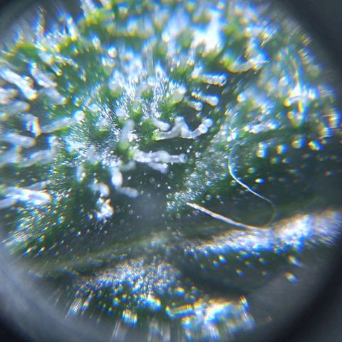Jack Herer x Dosidos growlog timeline photo