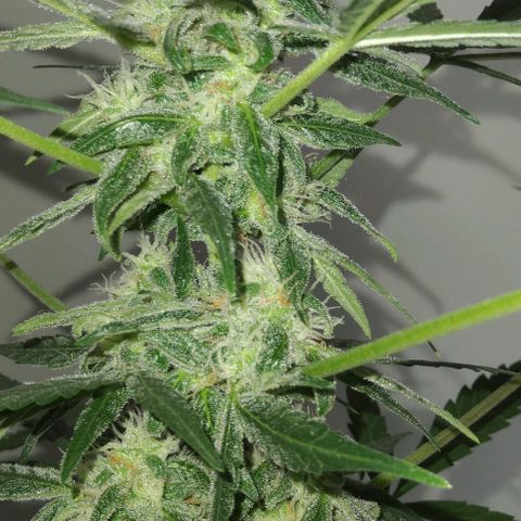 Moby-D growlog timeline photo