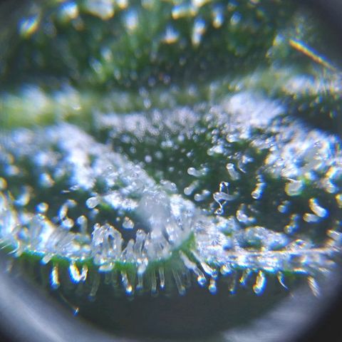 Jack Herer x Dosidos growlog timeline photo