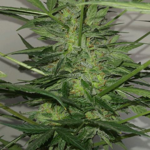 Jack Herer x Dosidos growlog timeline photo