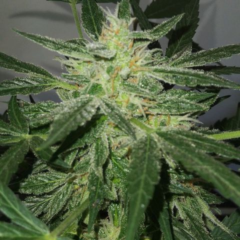 Jack Herer x Dosidos growlog timeline photo