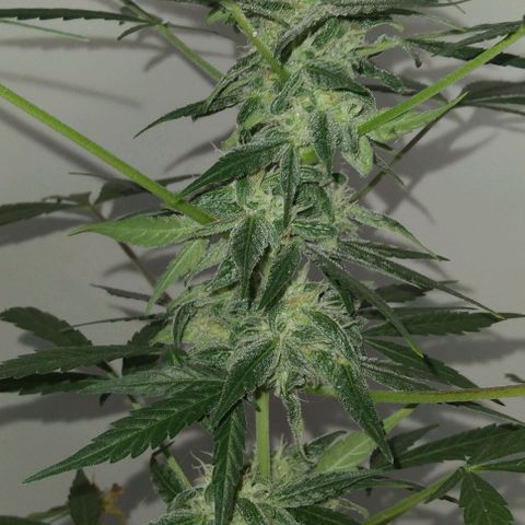 Moby-D growlog timeline photo