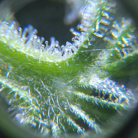 Jack Herer x Dosidos growlog timeline photo