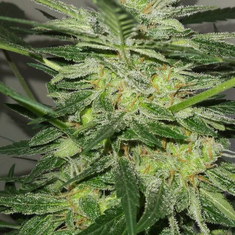 Jack Herer x Dosidos growlog timeline photo